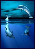 dolphin143x200.jpg