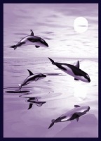 orcas144x200.jpg
